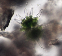 Staurastrum wolleanum