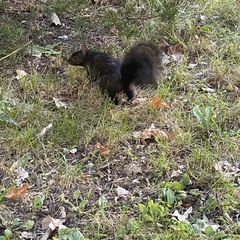 Sciurus carolinensis