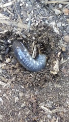Scarabaeoidea