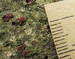Nectriaceae