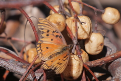 Dione vanillae maculosa