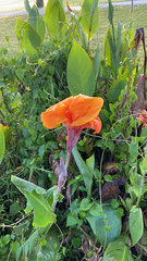 Canna × generalis