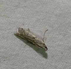 Phycitodes reliquellum