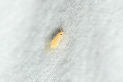 Cacopsylla annulata