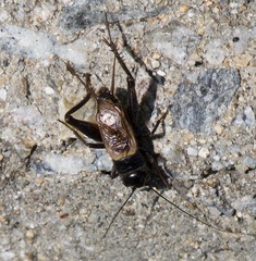 Gryllus