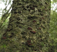 Nectriaceae
