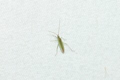 Trigonotylus caelestialium