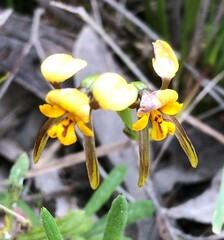 Diuris palustris