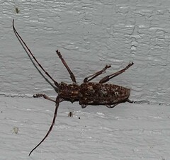 Monochamus carolinensis