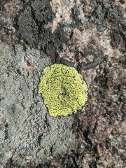 Rhizocarpon