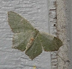 Chloropteryx tepperaria