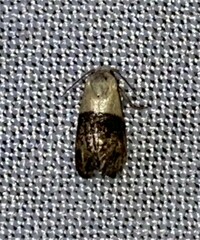Eugnosta erigeronana