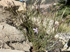 Stephanomeria pauciflora