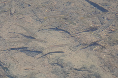 Melanotaenia splendida