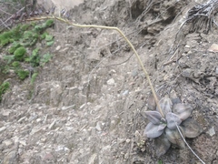 Echeveria xichuensis