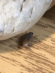 Ectobius pallidus