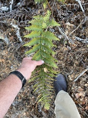 Dryopteris arguta