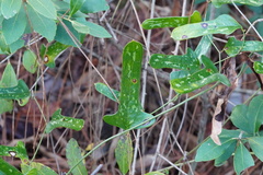 Smilax auriculata
