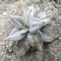 Echeveria xichuensis