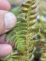 Dryopteris arguta