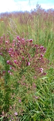 Stevia viscida