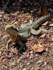 Intellagama lesueurii