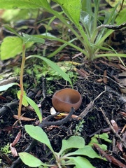 Phylloscypha phyllogena