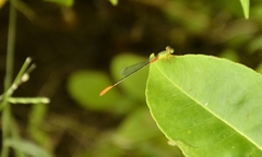 Ceriagrion cerinorubellum