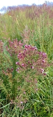 Stevia viscida