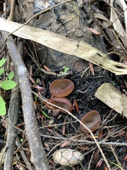 Phylloscypha phyllogena