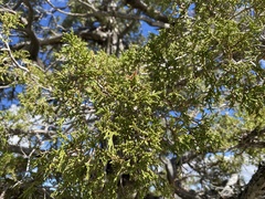 Juniperus monosperma