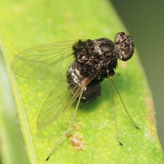 Chrysopilus basilaris