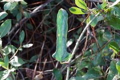 Smilax auriculata