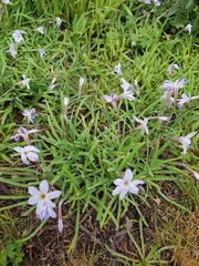 Ipheion uniflorum