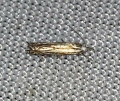 Polyhymno luteostrigella