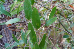 Smilax laurifolia