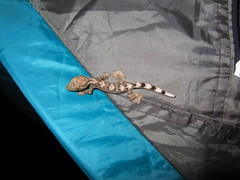 Thecadactylus solimoensis