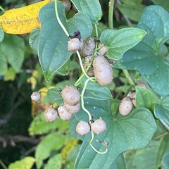 Dioscorea polystachya