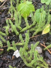 Lycopodium clavatum