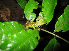 Enyalioides laticeps