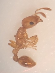 Cardiocondyla wroughtonii