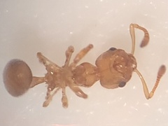 Cardiocondyla wroughtonii