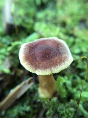Tricholomopsis rutilans