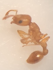 Cardiocondyla wroughtonii