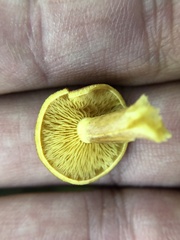 Tricholomopsis rutilans