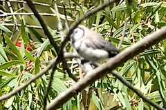 Stizoptera bichenovii