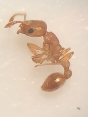 Cardiocondyla wroughtonii