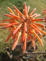 Aloe maculata