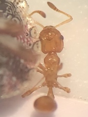 Cardiocondyla wroughtonii