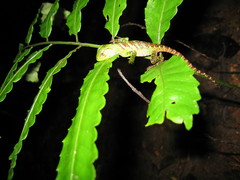 Enyalioides laticeps